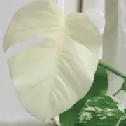 なっち