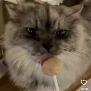 すいの画像