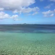 あおいくまの画像