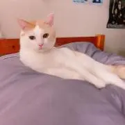 ことちゃまの画像