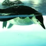 南極のペン