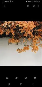 pipi【即購入OK】の画像