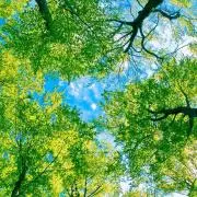 cocoの画像