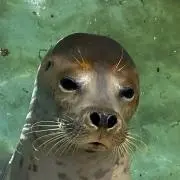 たまの画像