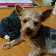 ごえさんの画像