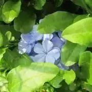 しかさんの画像