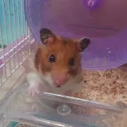 ゆめの画像