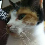 ヒラメちゃん 購入前 コメント必須ですの画像
