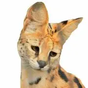 塩サバ