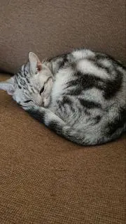 ミュウ