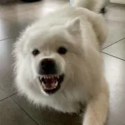 chan2の画像