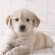ゴーちゃんの画像