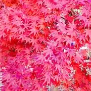 キノスケの画像