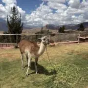 てみすの画像