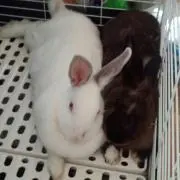 tomtomの画像