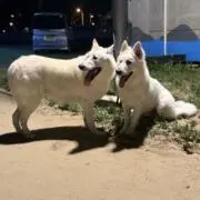 Cherryの画像