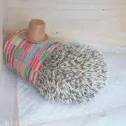 はるんぼ