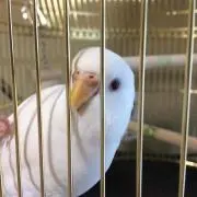 のんこ