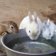 たもも