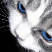 Nanの画像
