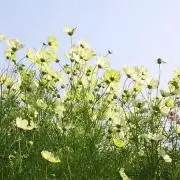 さくらの画像