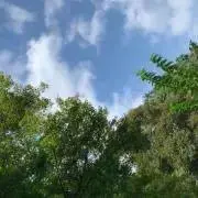 ちょこぼーるの画像