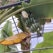 るんるんファームの画像