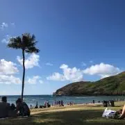 アロハの画像