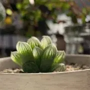 ばーばまま
