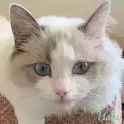 rikarikaの画像