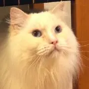 TOMの画像