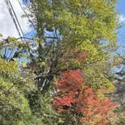 ゆんの画像