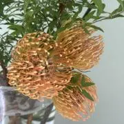 花は咲くの画像