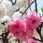 花桃