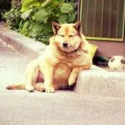 koroの画像
