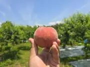 はる