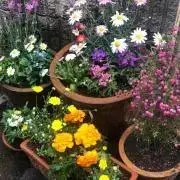 花の画像