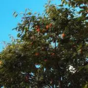キラ