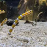 りー