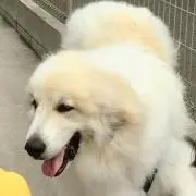 ニル