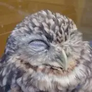 Melkoの画像