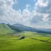 はまゆうの画像
