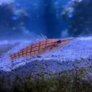 うどんの画像