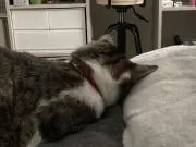 akiの画像