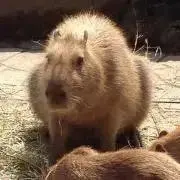 くろび