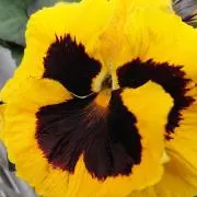 ぱんじー