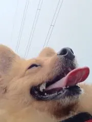 デブグル