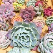 ANTIQUE ♡の画像