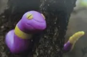 マッテの画像