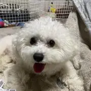 かめさんの画像